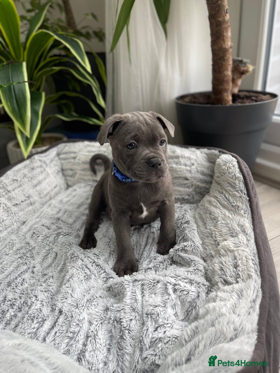 Staffordshire Bull Terrier dogs for sale: 🔷 Pharaon Champion Line Pups 🔷 in Wolverhampton - Image 21
