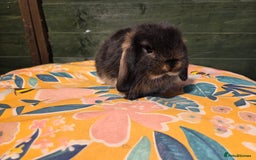 Mini Lop rabbits for sale: 3 Beautiful minilops available 2 males 1 female - Image 15