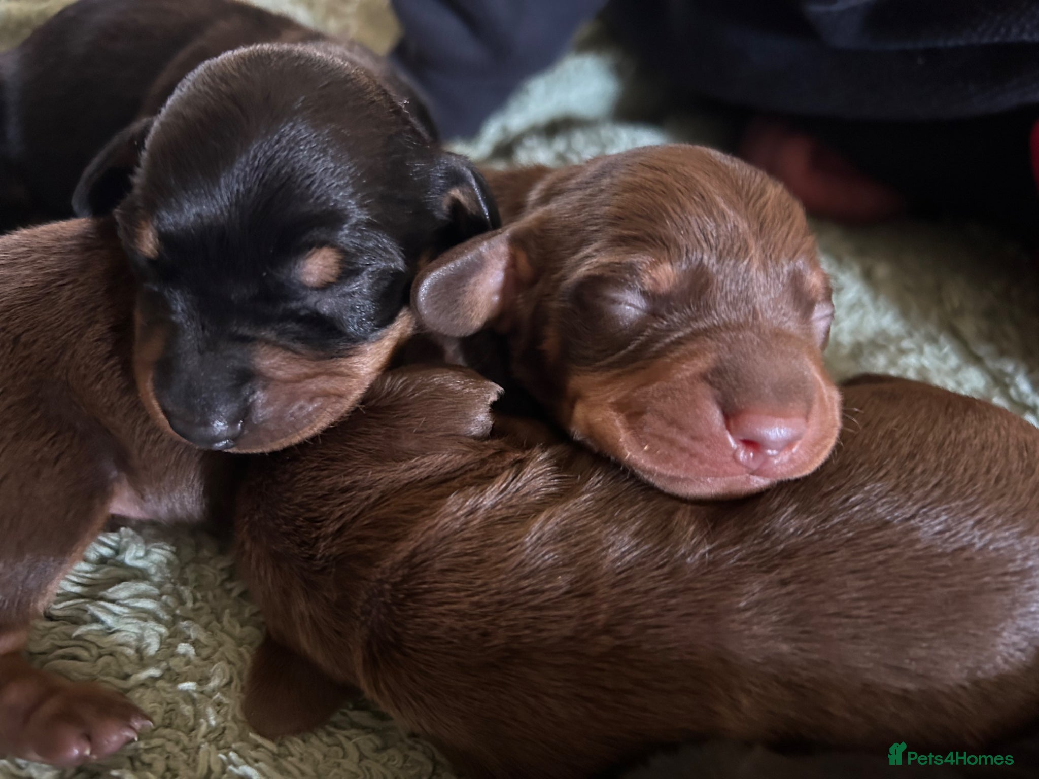 Miniature Dachshund dogs Miniature dachshund puppies.  - Advert 4