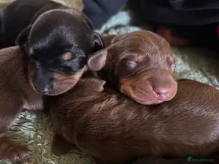 Miniature Dachshund dogs Miniature dachshund puppies. - Advert 4