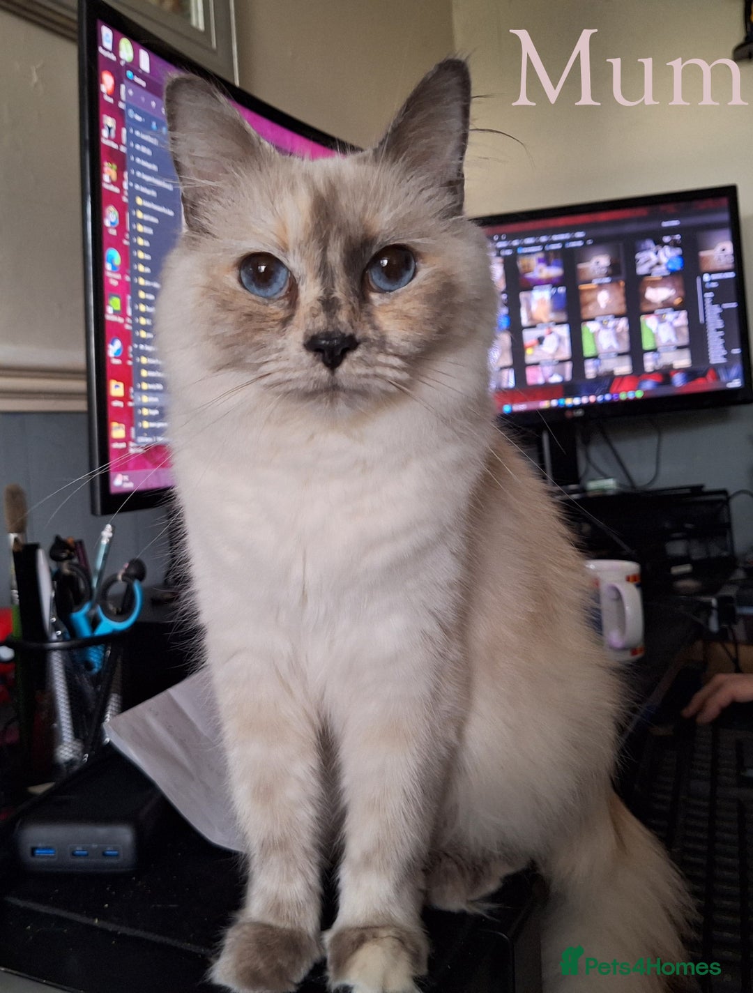 Mixed Breed cats for sale: Persian X Ragdoll Kittens Ready For Forever Homes! - Advert 13