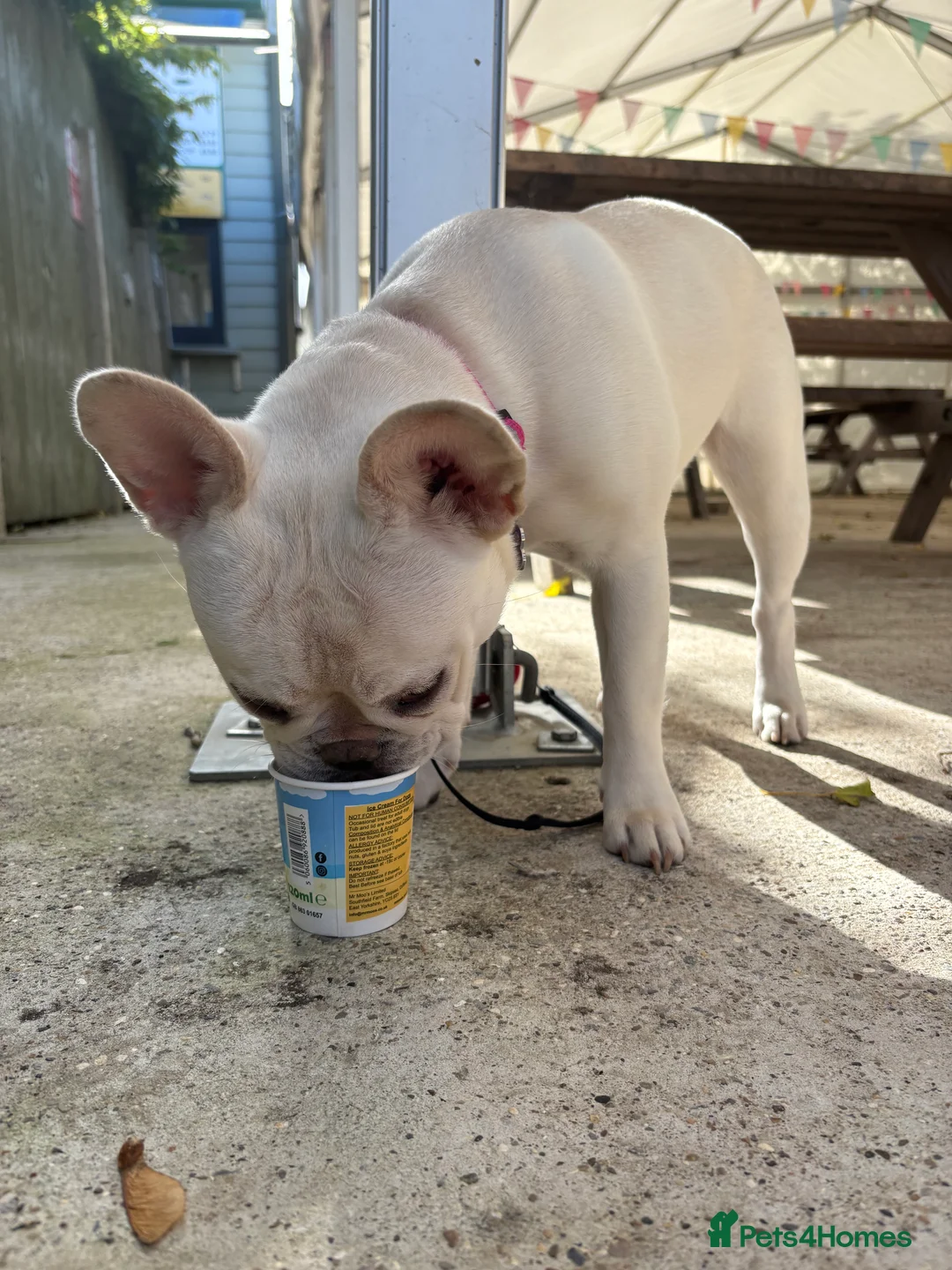 French Bulldog dogs for sale: French bulldog for sale - Advert 3