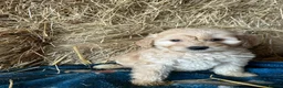 Cockapoo dogs for sale: Beautiful cockapoo puppies - Advert 21