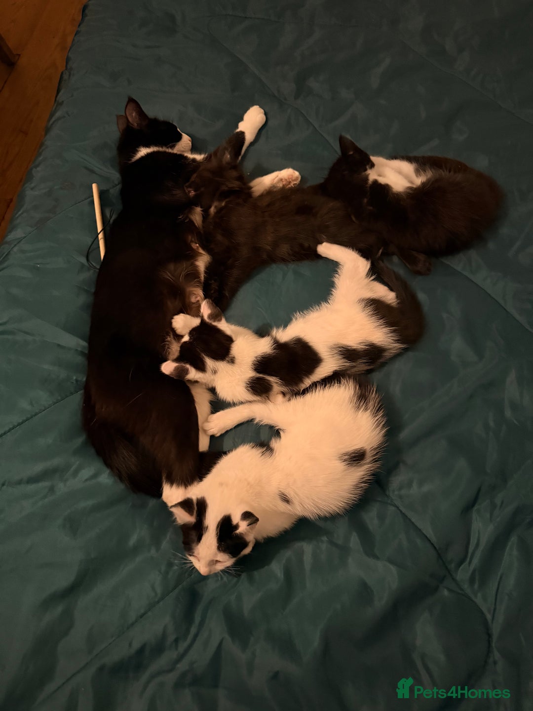 British Shorthair cats for sale: 4 adorable black and white kittens - Advert 5