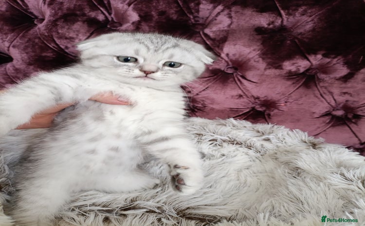 Scottish Fold cats - Advert 2