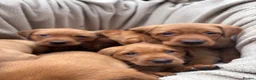 Labrador Retriever dogs for sale: Fox Red Labrador Puppy’s for Sale - Advert 8