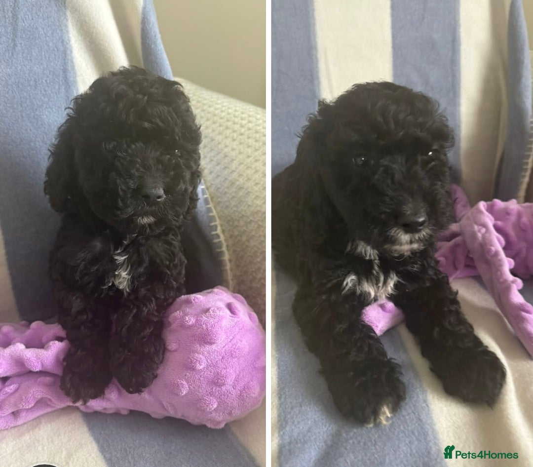 Cockapoo dogs for sale: F2 CockerPoos  - Image 1