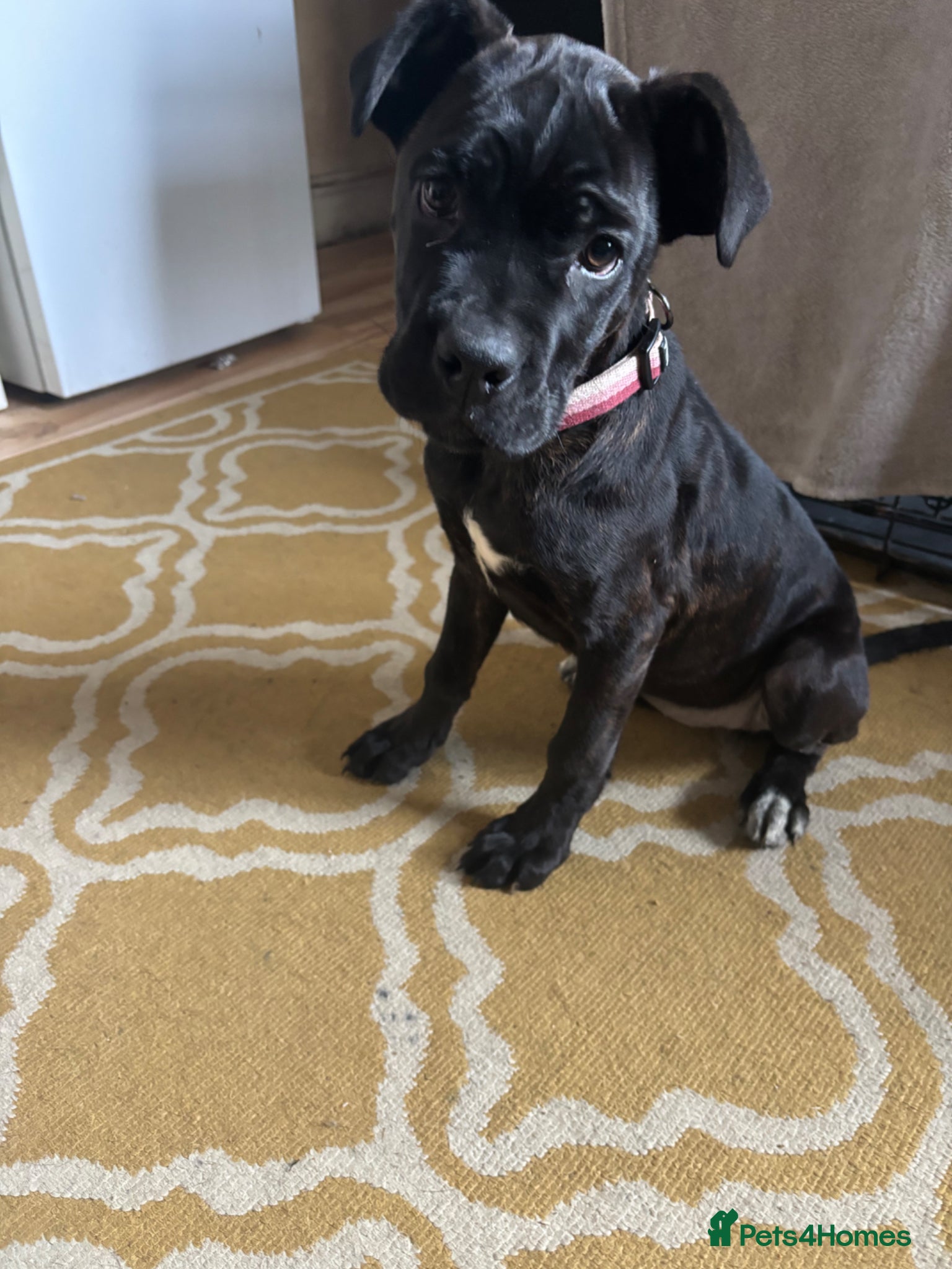 Cane Corso dogs Female cane corso - Advert 9