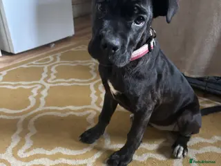 Cane Corso dogs Female cane corso - Advert 9