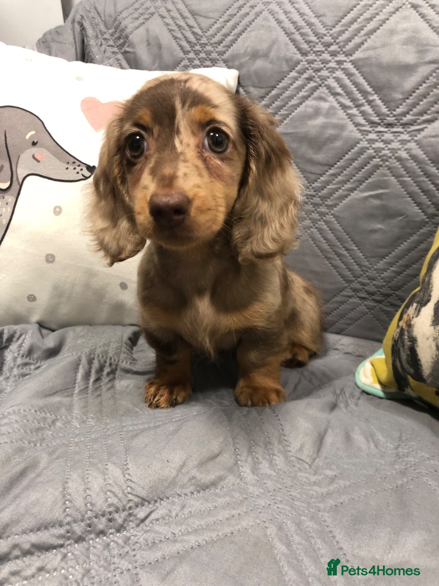Miniature Dachshund dogs Miniature Longhaired dachshund puppy’s - Advert 1