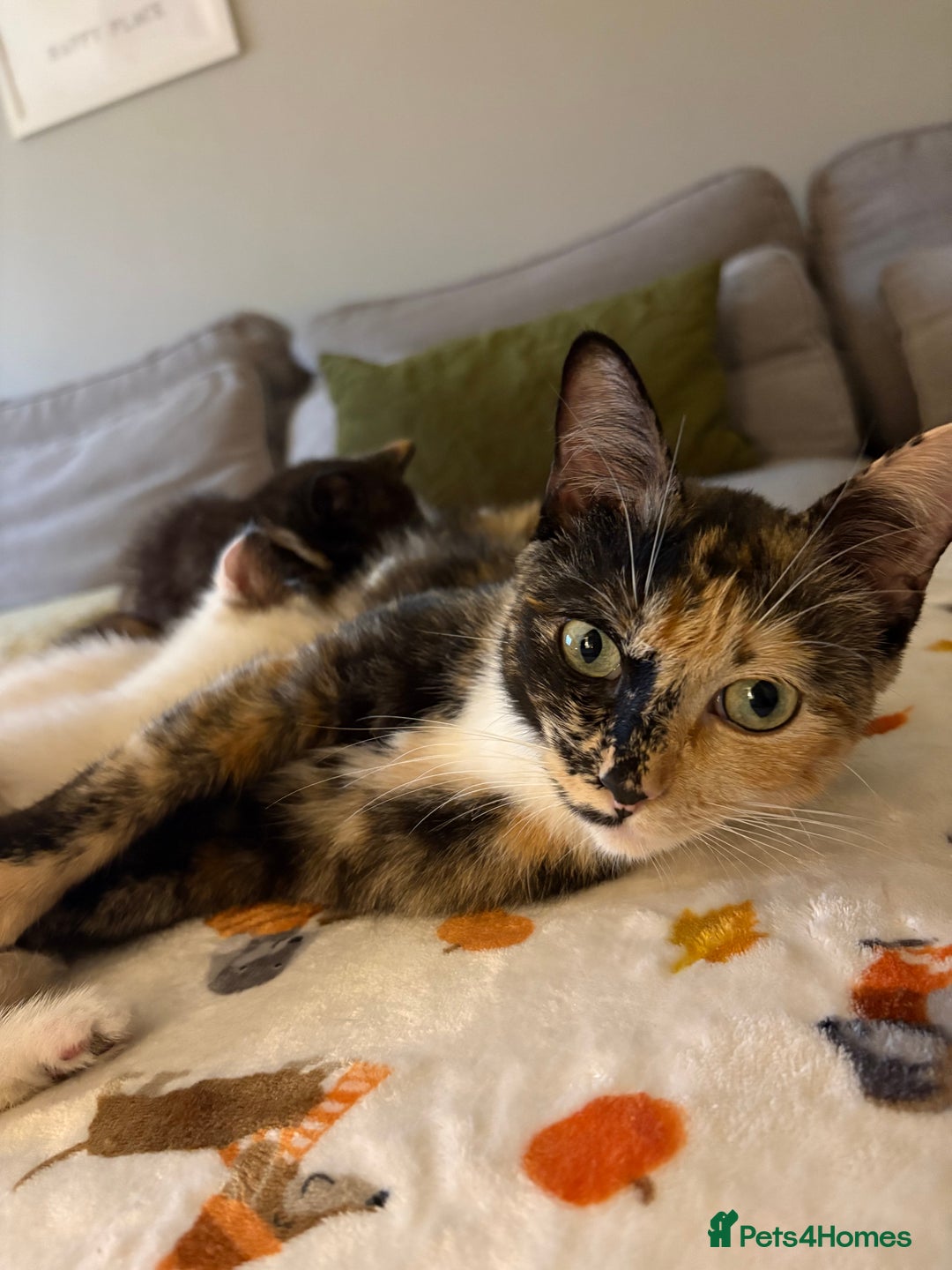 RagaMuffin cats for sale: Beautiful Ragamuffin Kittens Ready December 24th   - Advert 2