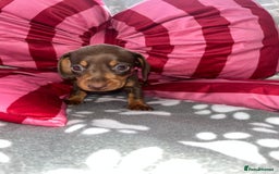 Dachshund dogs for sale: Dachshund puppies  - Image 9