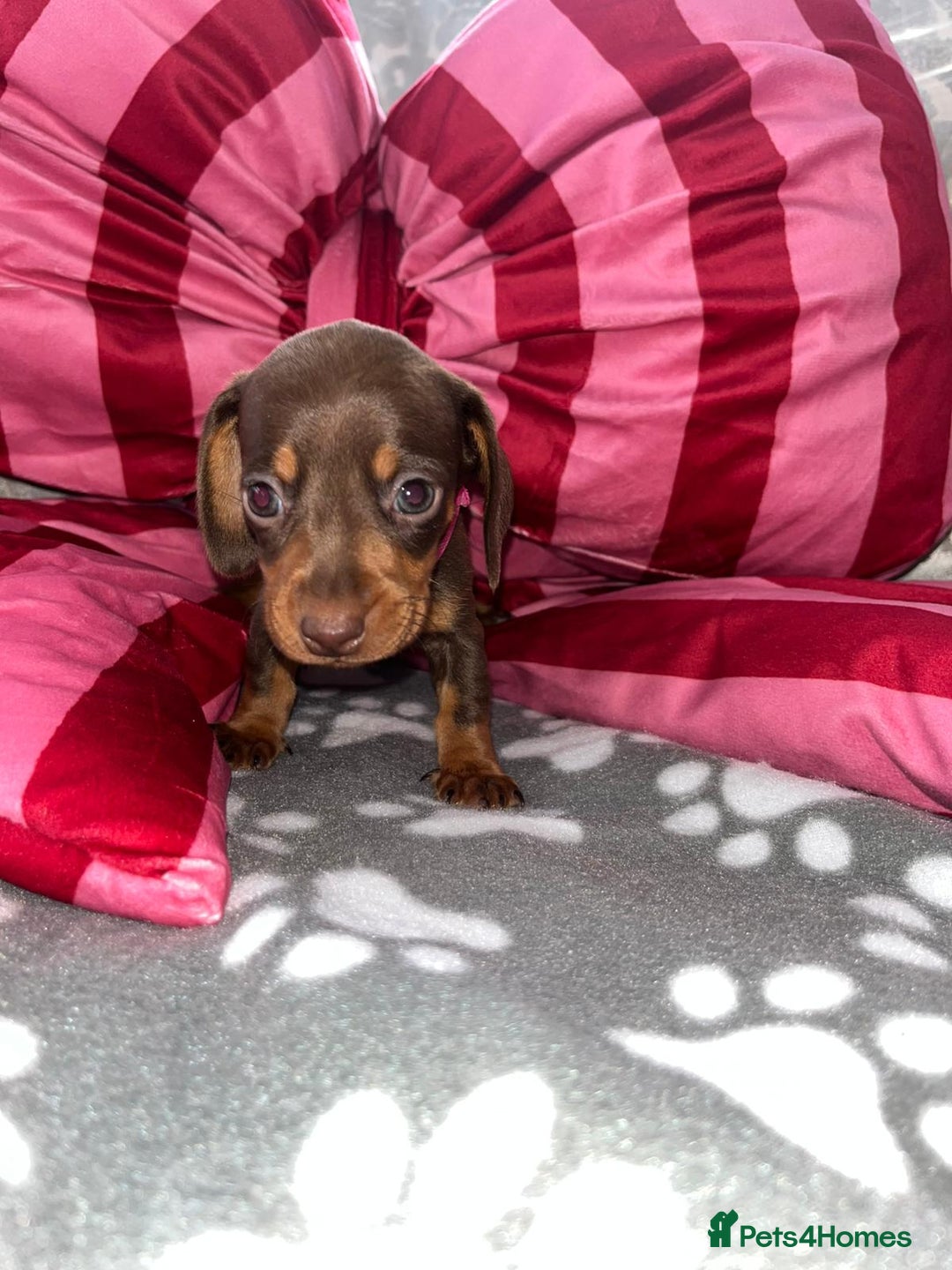 Dachshund dogs for sale: Dachshund puppies  - Image 9