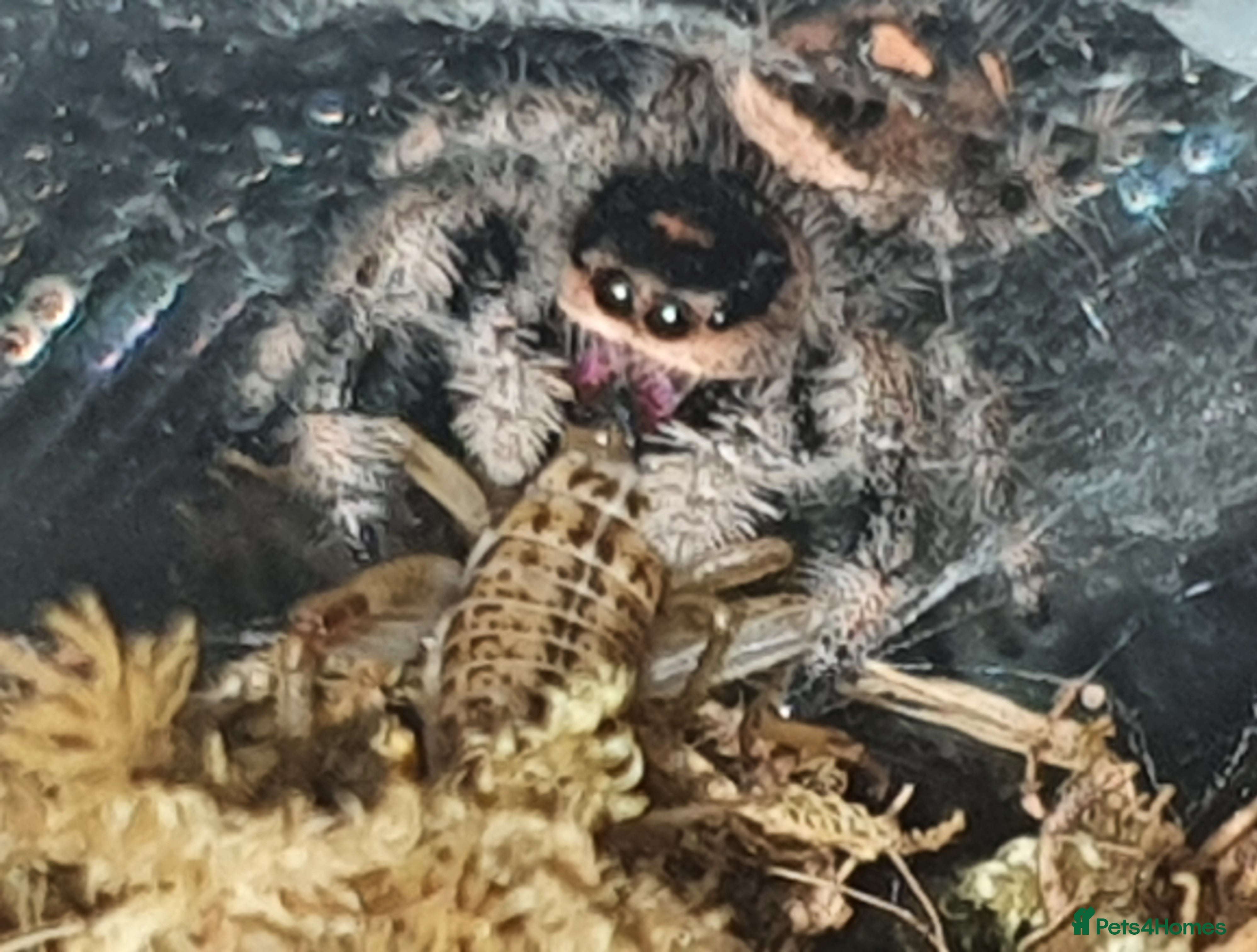 Tarantulas invertebrates Various Tarantulas for sale - Advert 2