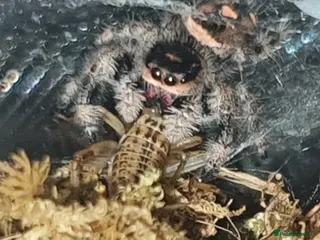 Tarantulas invertebrates Various Tarantulas for sale - Advert 2