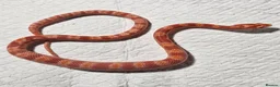 Corn Snake reptiles for sale: Amelanistic baby cornsnakes  - Advert 3