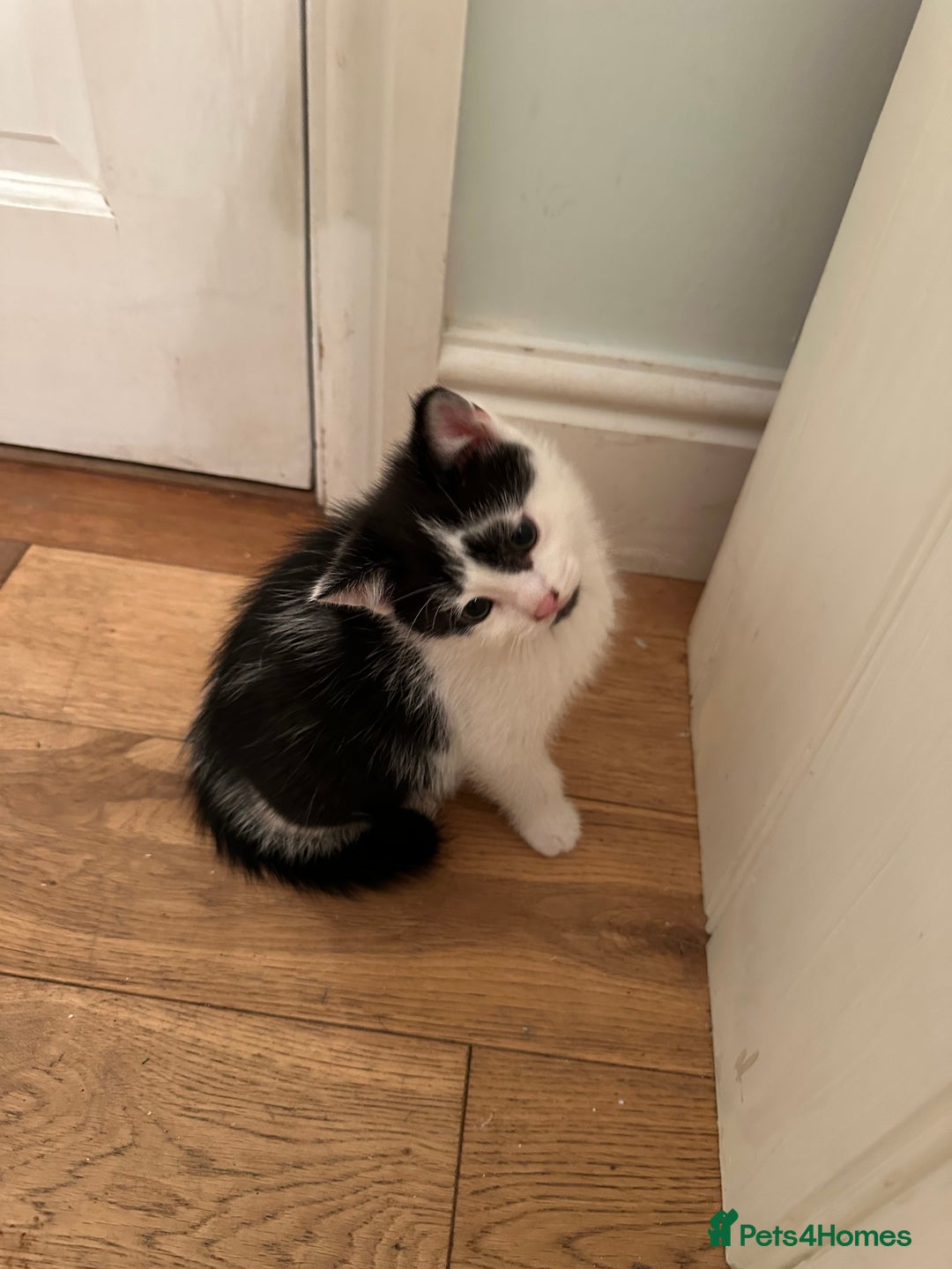 British Longhair cats for sale: Unusual markings  - Image 7