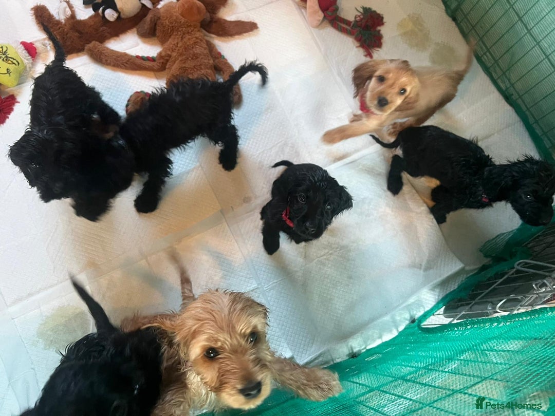 Cockapoo dogs for sale: Cocker spaniel/ cocapoo  - Advert 3