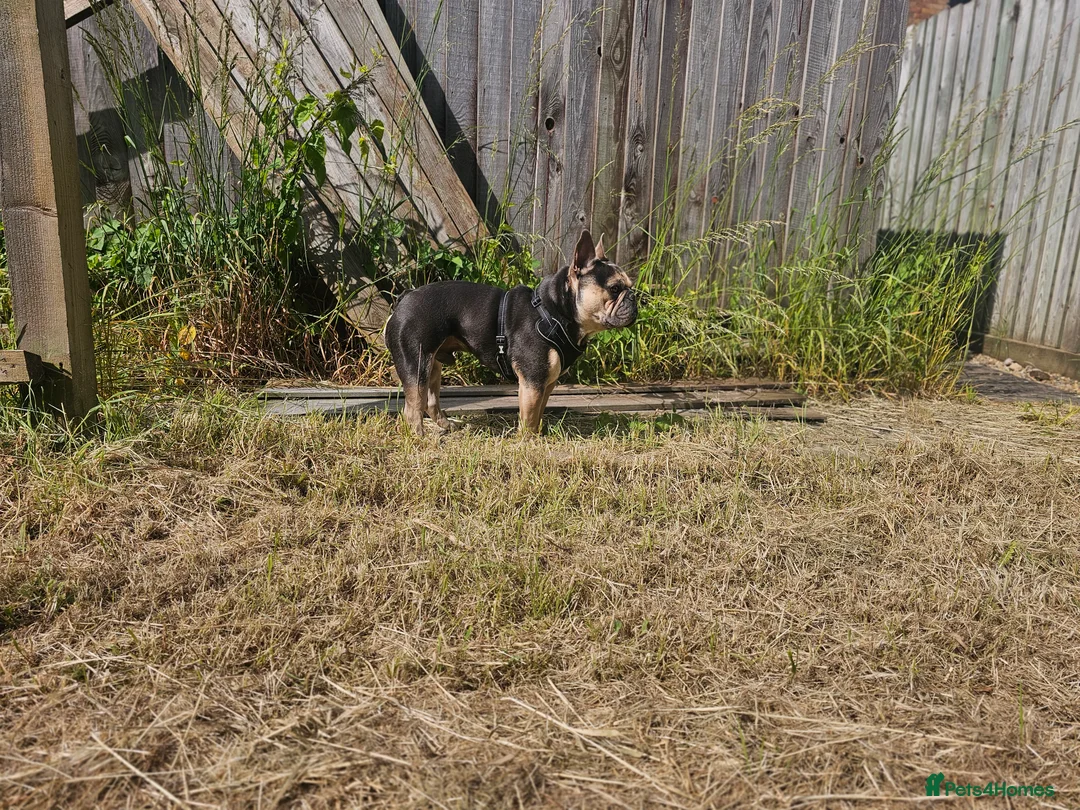 French Bulldog dogs for sale: French bulldog for sale  - Advert 3