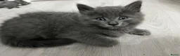 Mixed Breed cats for sale: Lovely kittens ready for loving homes - Advert 6