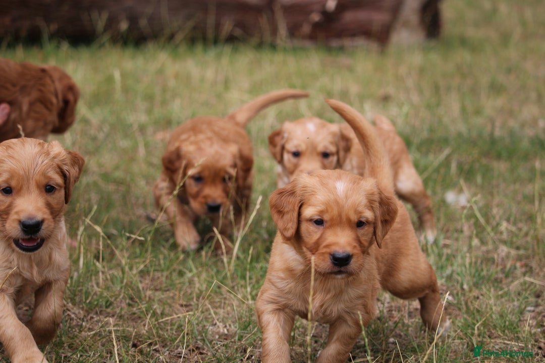 Golden Retriever dogs for sale: Dark Red Kc Registered Golden Retriever Puppies - Image 15