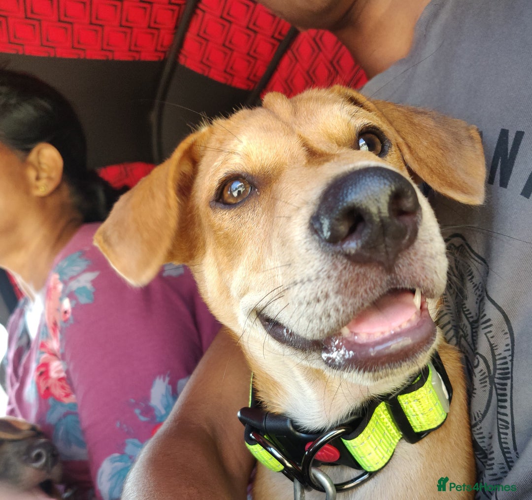 Mixed Breed dogs for sale: Looking for a loving home for one of our 2 Pups! - Image 3