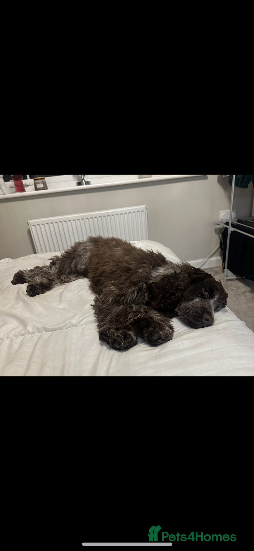 Cocker Spaniel dogs for sale: Show cocker spaniel for sale  - Advert 2