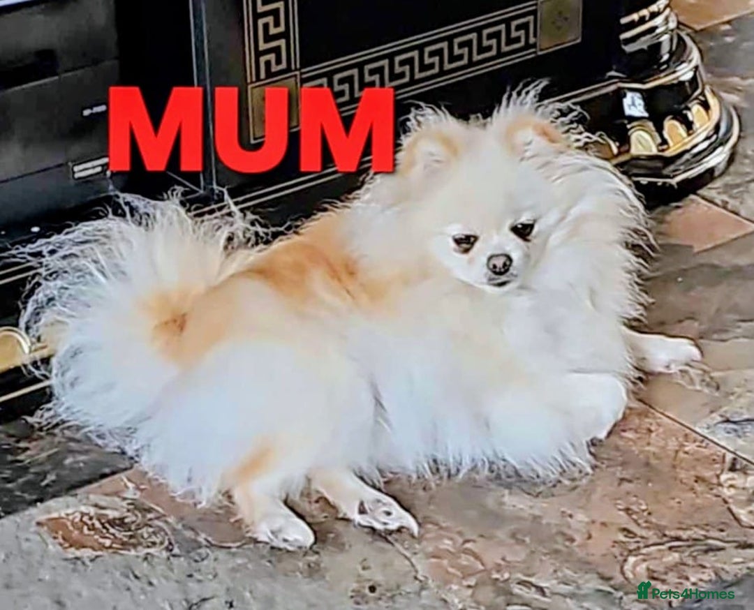 Pomeranian dogs for sale: POMERANION TINY Boy & Girl. Ready Now - Advert 1