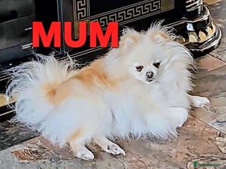 Pomeranian dogs POMERANION TINY Boy & Girl. Ready Now - Advert 1