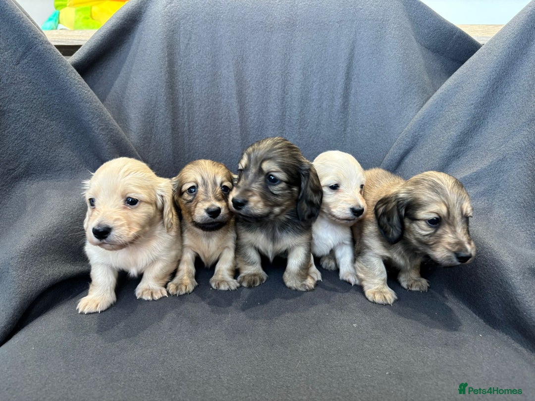 Miniature Dachshund dogs for sale: Quality, Cream, Long Haired Miniature Dachshunds  - Advert 3