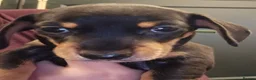 Miniature Dachshund dogs for sale: 1 boy black and tan minature left - Advert 7