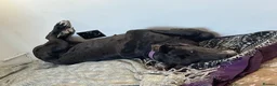 Great Dane dogs for sale: Great Dane Female 4 Years Old - Advert 6