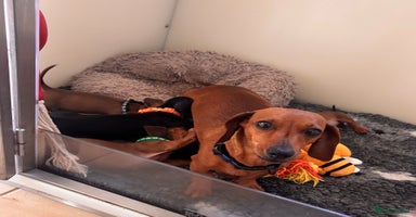Miniature Dachshund dogs - Advert 5