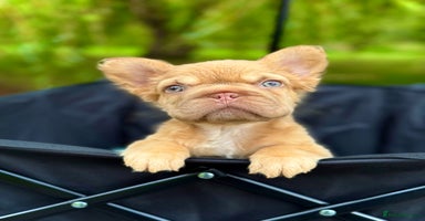 French Bulldog dogs Visual Fluffy New Shade Frenchies 💎  - Advert 4