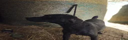 Patterdale Terrier dogs for sale: Patterdale Terriers  - Advert 3