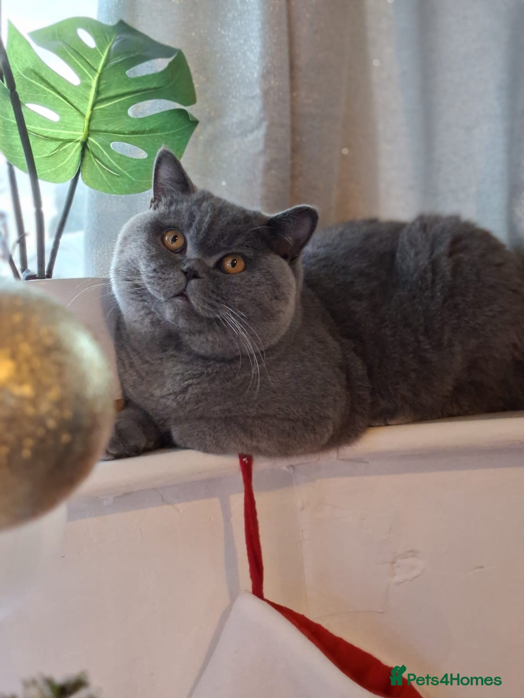 British Shorthair cats for sale: Blue British shorthair 🏆🏆🏆💙💙💙 - Advert 12