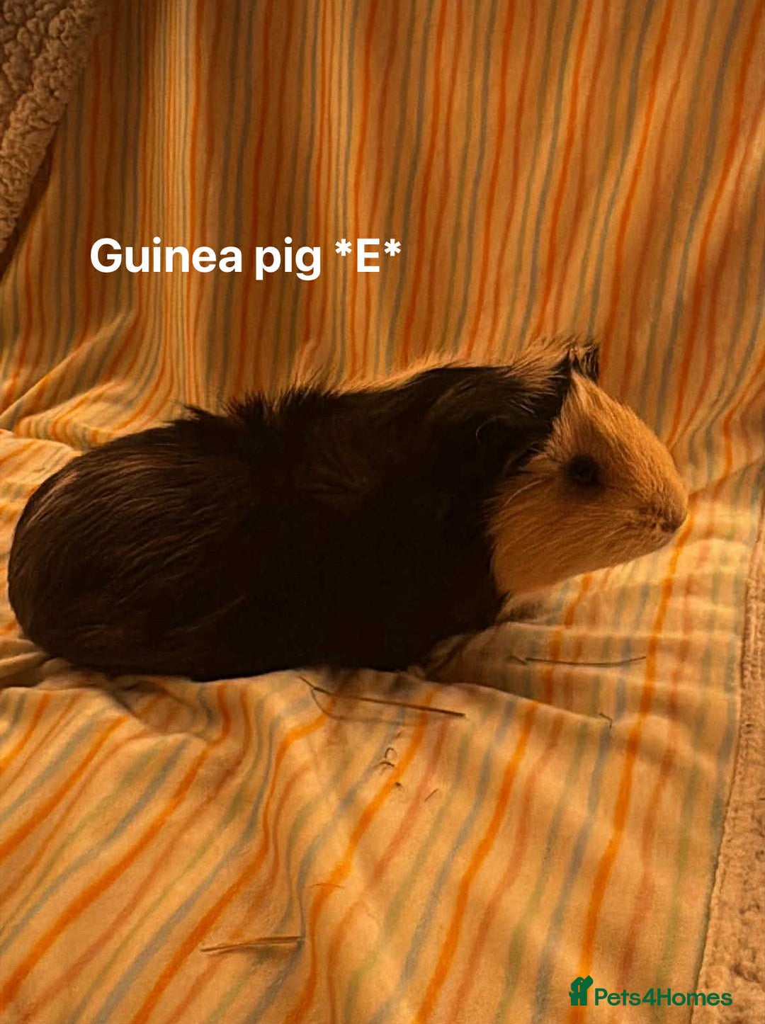 Guinea Pig rodents for sale: Mixed age female Guinea pigs for sale - Advert 4