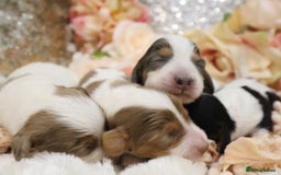 Miniature Dachshund dogs for sale: KC Longhair Miniature Dachshund Puppies - Image 9