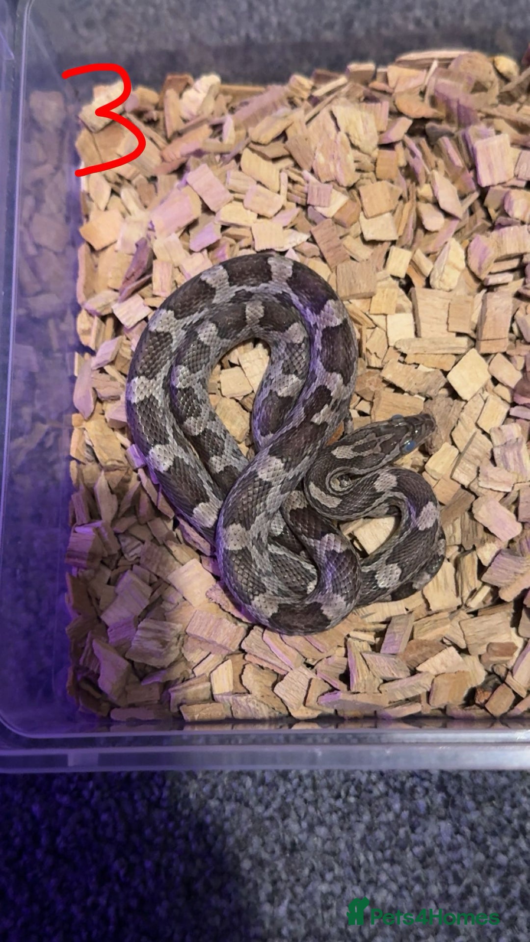 Corn Snake reptiles for sale: Corn snake  - Image 3