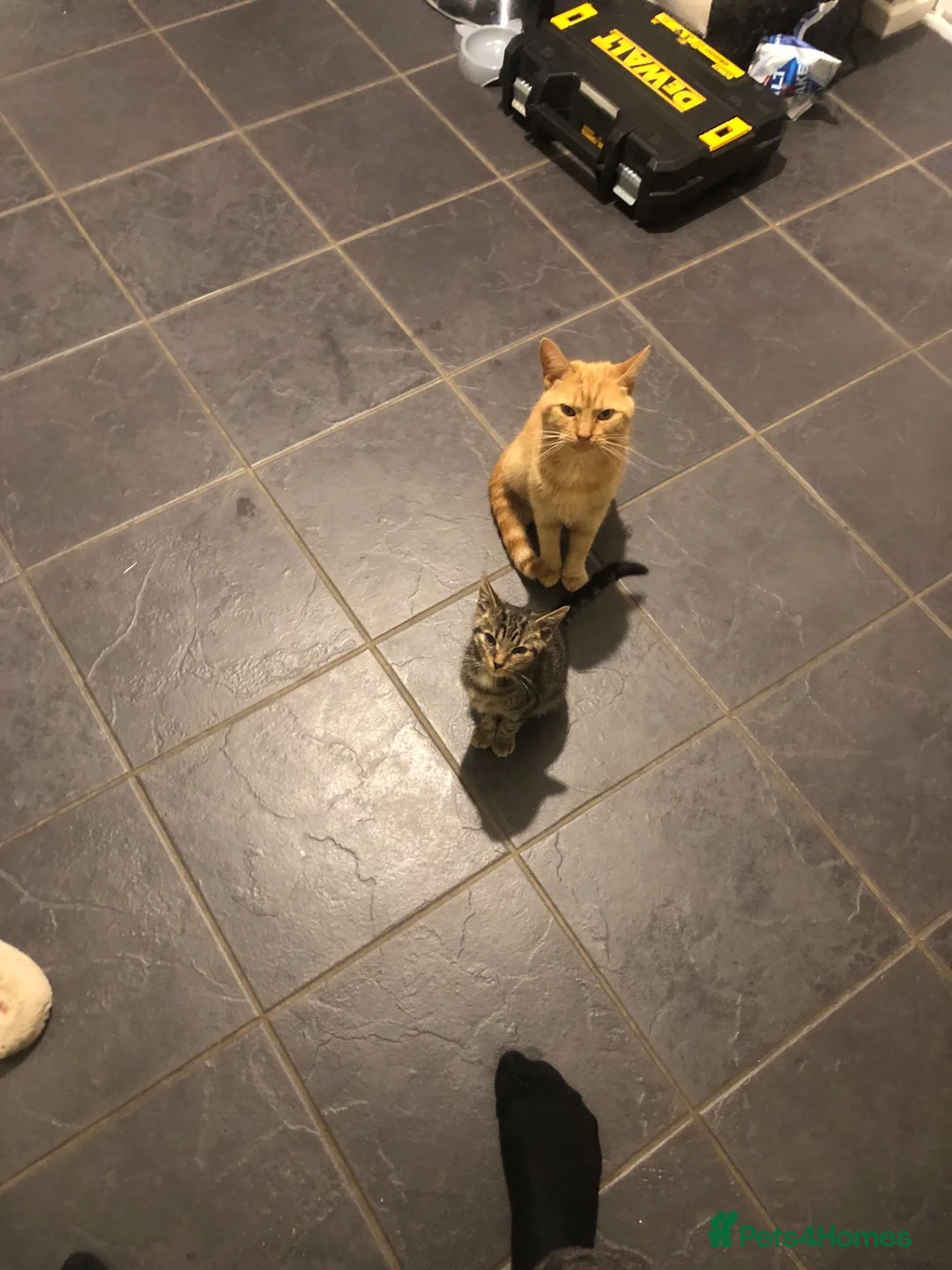 Mixed Breed cats for sale: Family of 3 beautiful cats.  in Felixstowe - Advert 1