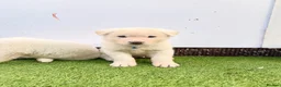 Akita dogs for sale: Akita puppy’s for sale in Birmingham - Advert 26