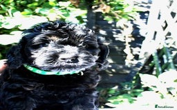 Cockapoo dogs for sale: Cockapoo puppies F1B - Image 28
