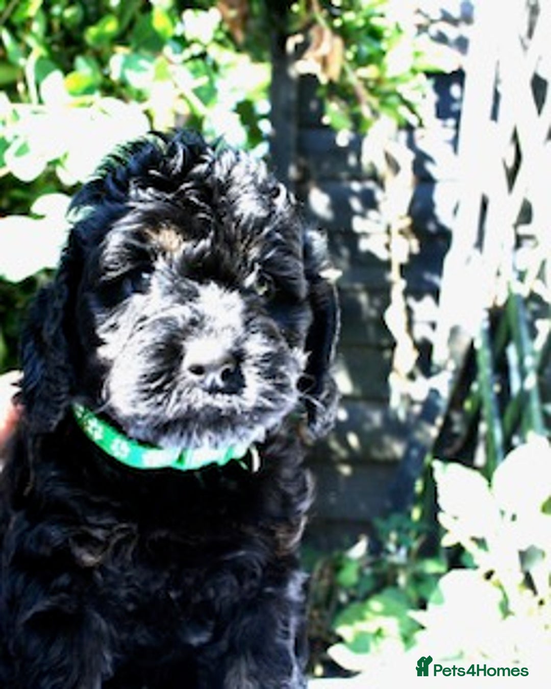 Cockapoo dogs for sale: Cockapoo puppies F1B - Image 28