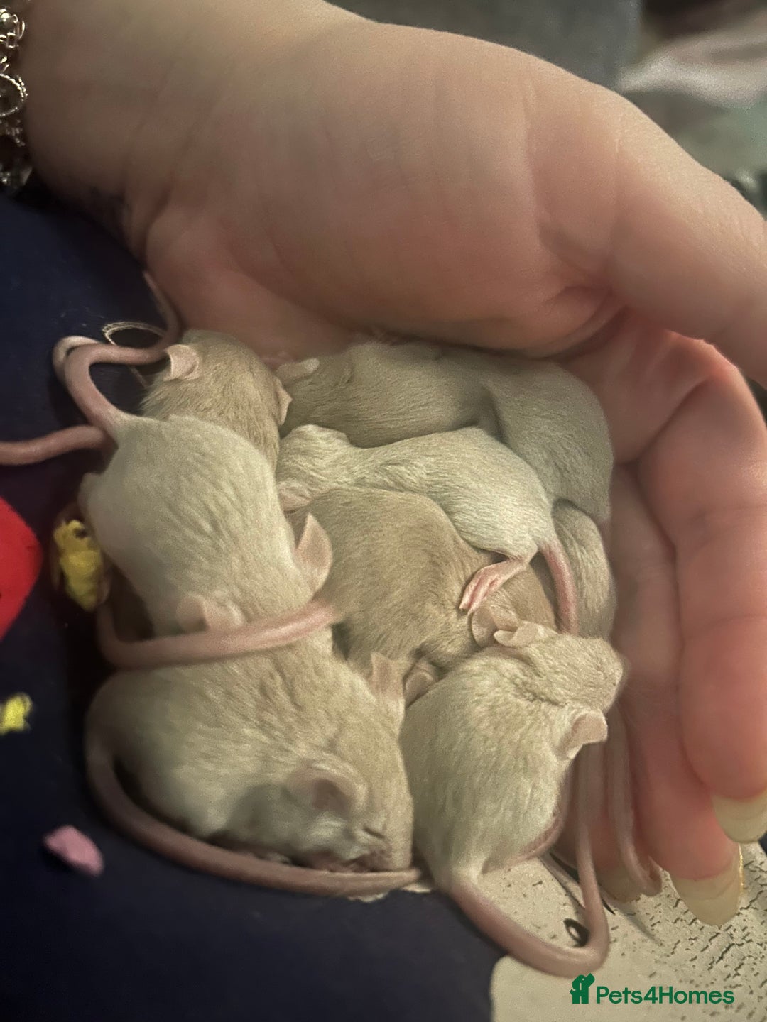 Mouse rodents for sale: Siamese baby mice - Advert 5