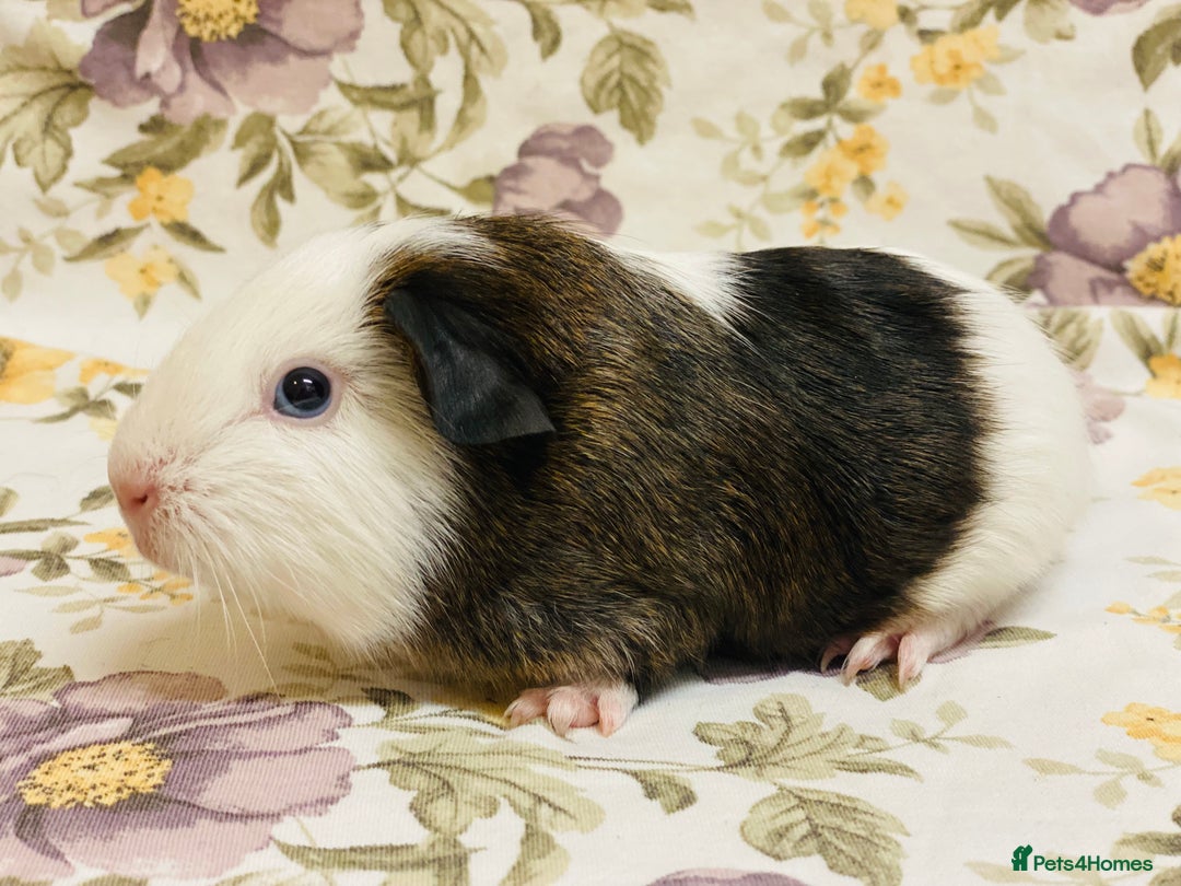 Guinea Pig rodents for sale: Pretty Baby boy Guineapigs ready to reserve  - Image 3