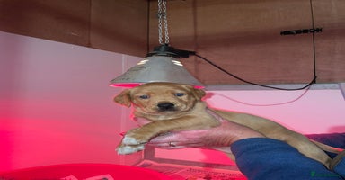 Mixed Breed dogs - Advert 3