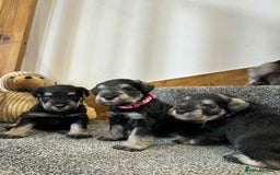 Miniature Schnauzer dogs for sale: Miniature Schnauzer Puppies KC/BVA/MAC Tested - Image 3