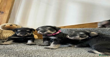 Miniature Schnauzer dogs - Advert 12
