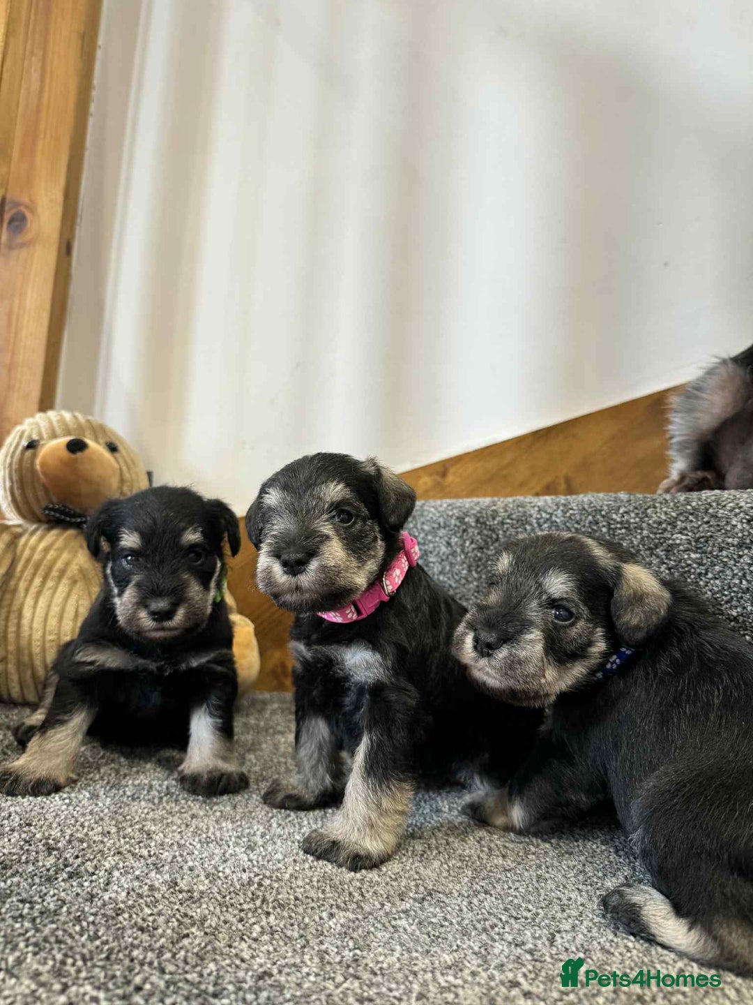 Miniature Schnauzer dogs for sale: Miniature Schnauzer Puppies KC/BVA/MAC Tested - Image 3