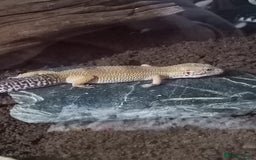 Leopard Gecko reptiles for sale: Leopard gecko  - Image 7